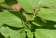 オオカマキリ　孵化したばかりの幼虫 [XJU110005162]