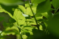 オオカマキリ　孵化したばかりの幼虫 [XJU110005163]