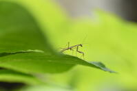 オオカマキリ　孵化したばかりの幼虫 [XJU110005164]