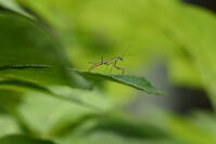 オオカマキリ　孵化したばかりの幼虫 [XJU110005165]