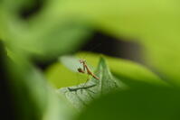 オオカマキリ　孵化したばかりの幼虫 [XJU110005166]