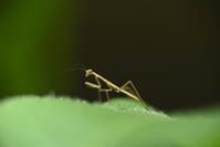 オオカマキリ　孵化したばかりの幼虫 [XJU110005168]