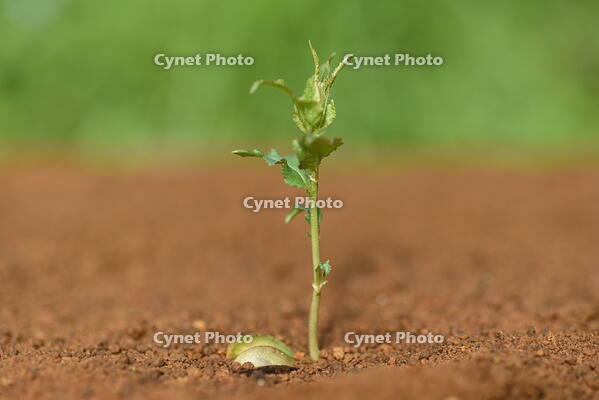 ウメ　発芽 [XJU110003439]