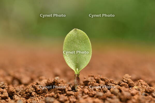 ツユクサ　発芽 [XJU110004623]