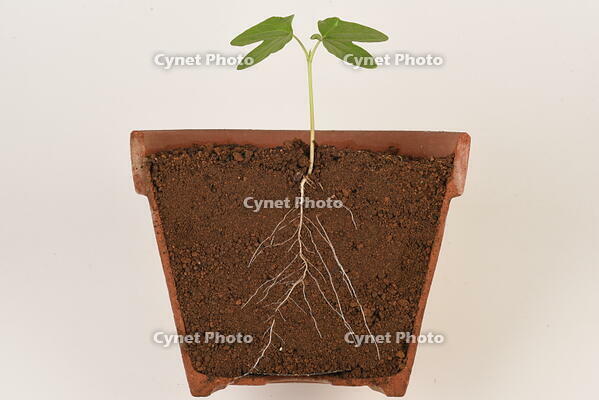 アサガオ　発芽 [XJU110004980]