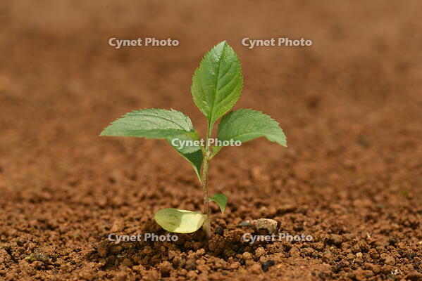 リンゴ　実生苗 [XJU110005069]