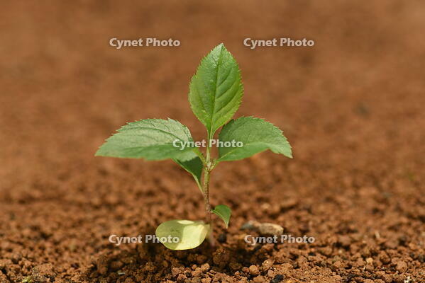 リンゴ　実生苗 [XJU110005070]