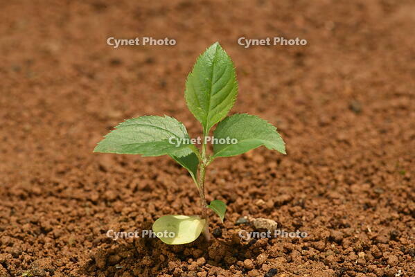 リンゴ　実生苗 [XJU110005071]