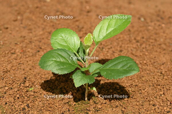 リンゴ　実生苗 [XJU110005074]