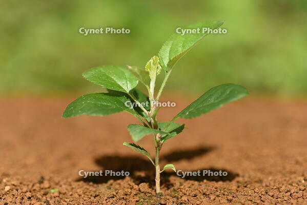 リンゴ　実生苗 [XJU110005076]