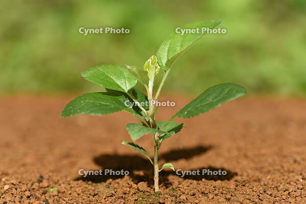 リンゴ　実生苗 [XJU110005078]