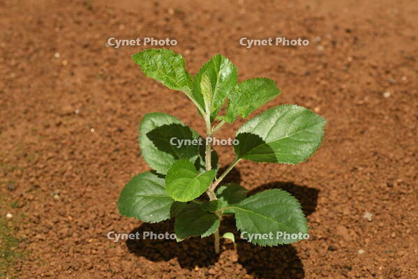 リンゴ　実生苗 [XJU110005079]