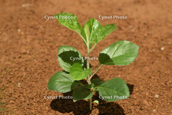 リンゴ　実生苗 [XJU110005081]