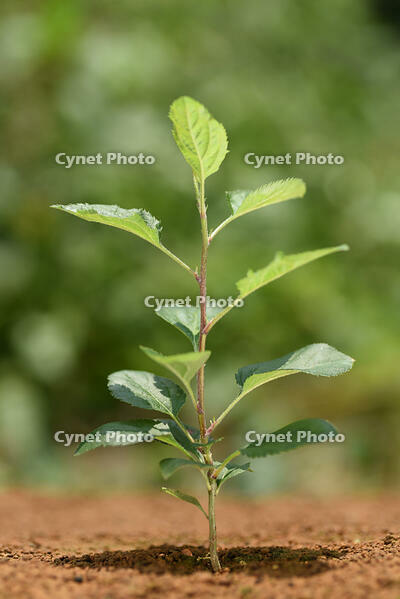 リンゴ　実生苗 [XJU110005082]