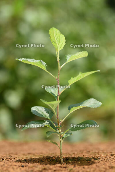 リンゴ　実生苗 [XJU110005083]