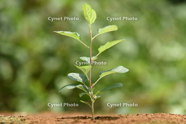 リンゴ　実生苗 [XJU110005084]