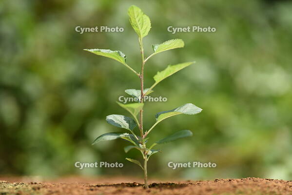 リンゴ　実生苗 [XJU110005085]