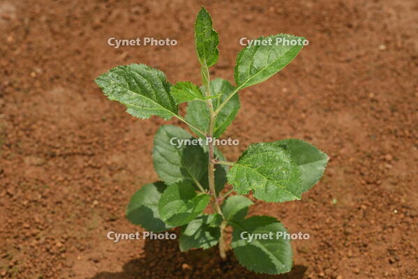 リンゴ　実生苗 [XJU110005086]