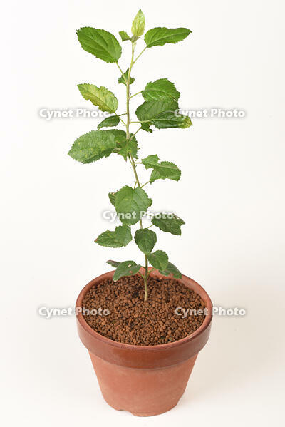 リンゴ　実生苗 [XJU110005088]