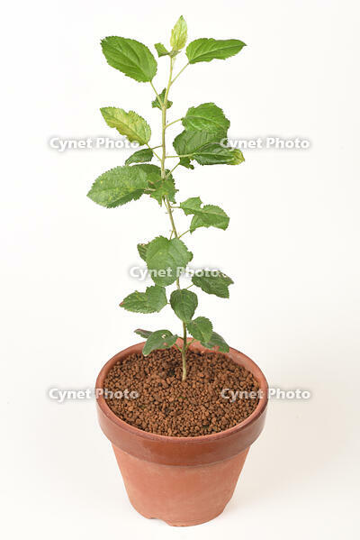 リンゴ　実生苗 [XJU110005089]