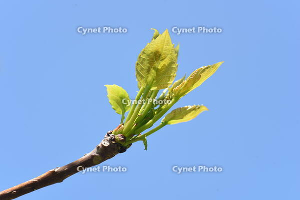 イイギリ　新葉 [XJU110005090]