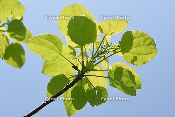 イイギリ　新葉 [XJU110005091]