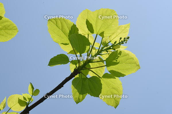 イイギリ　新葉 [XJU110005093]