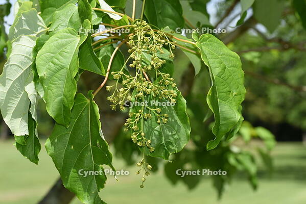 イイギリ　花 [XJU110005094]