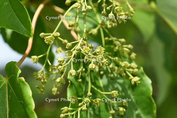 イイギリ　花 [XJU110005095]