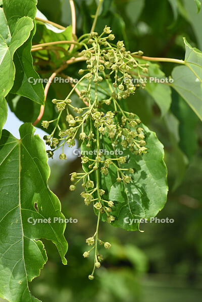 イイギリ　花 [XJU110005096]