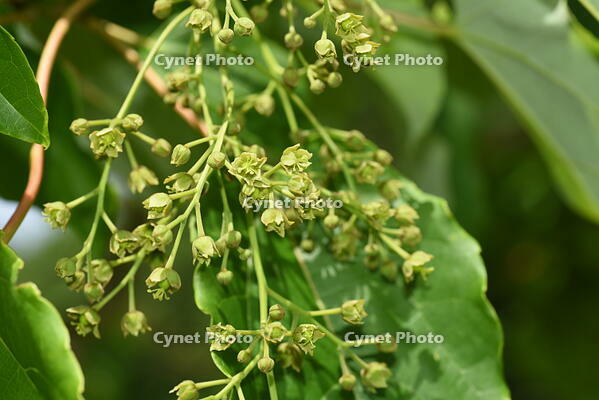 イイギリ　花 [XJU110005097]