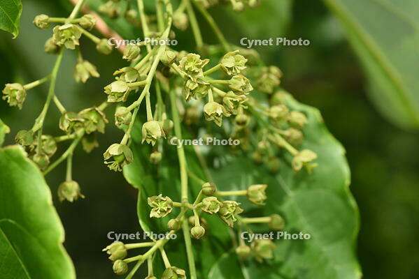 イイギリ　花 [XJU110005098]