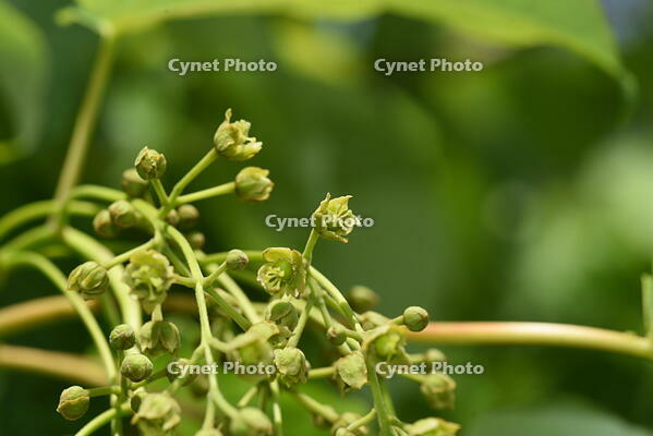 イイギリ　花 [XJU110005099]