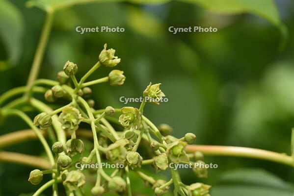 イイギリ　花 [XJU110005100]