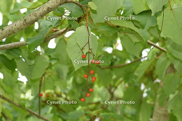 イイギリ　実 [XJU110005101]