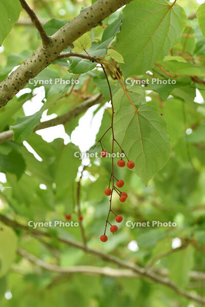 イイギリ　実 [XJU110005102]