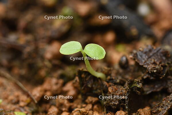 イイギリ　子葉(双葉) [XJU110005105]