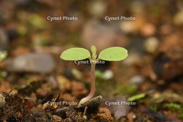 イイギリ　子葉(双葉) [XJU110005107]