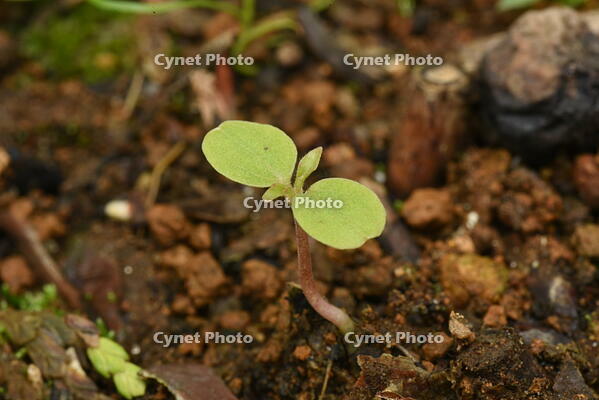 イイギリ　子葉(双葉) [XJU110005109]