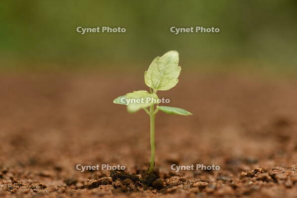 イイギリ　発芽 [XJU110005110]