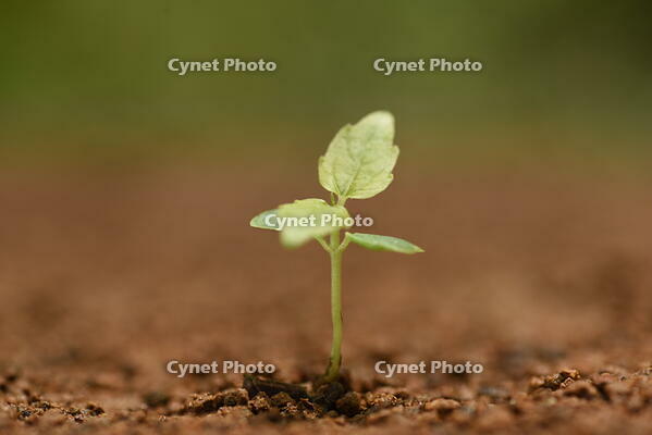 イイギリ　発芽 [XJU110005111]