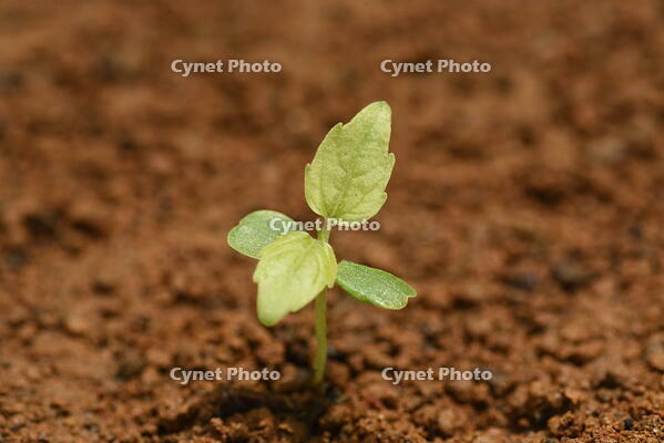 イイギリ　発芽 [XJU110005112]