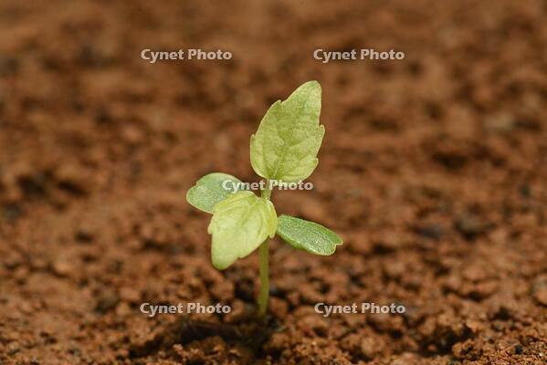 イイギリ　発芽 [XJU110005113]