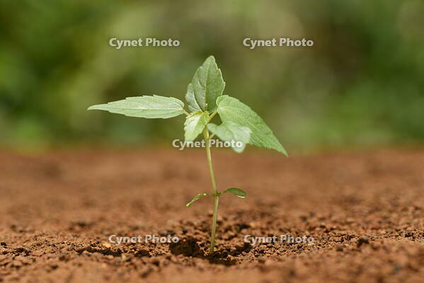 イイギリ　発芽 [XJU110005115]