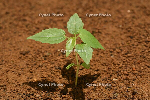 イイギリ　発芽 [XJU110005117]