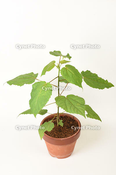 イイギリ　実生苗 [XJU110005120]