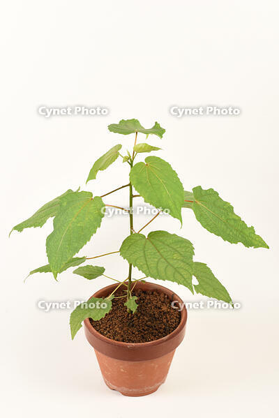 イイギリ　実生苗 [XJU110005122]