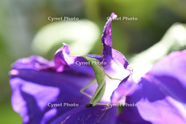 オンブバッタ　アサガオの花を食べる [XJU110005126]