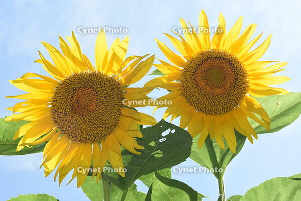 ヒマワリ　花 [XJU110005127]