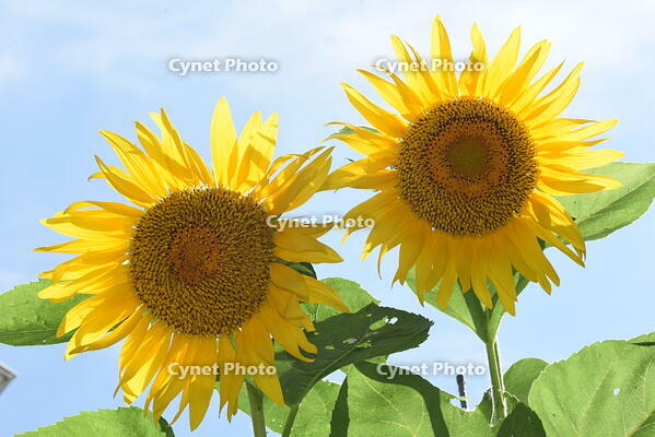 ヒマワリ　花 [XJU110005128]